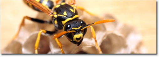 Our Pest Management Services include ant extermination