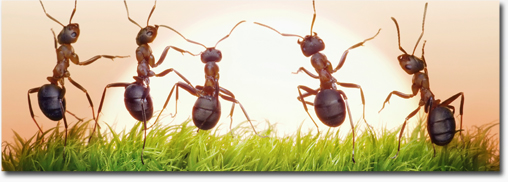 Our Pest Management Services include ant extermination